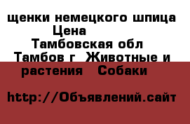 щенки немецкого шпица › Цена ­ 30 000 - Тамбовская обл., Тамбов г. Животные и растения » Собаки   